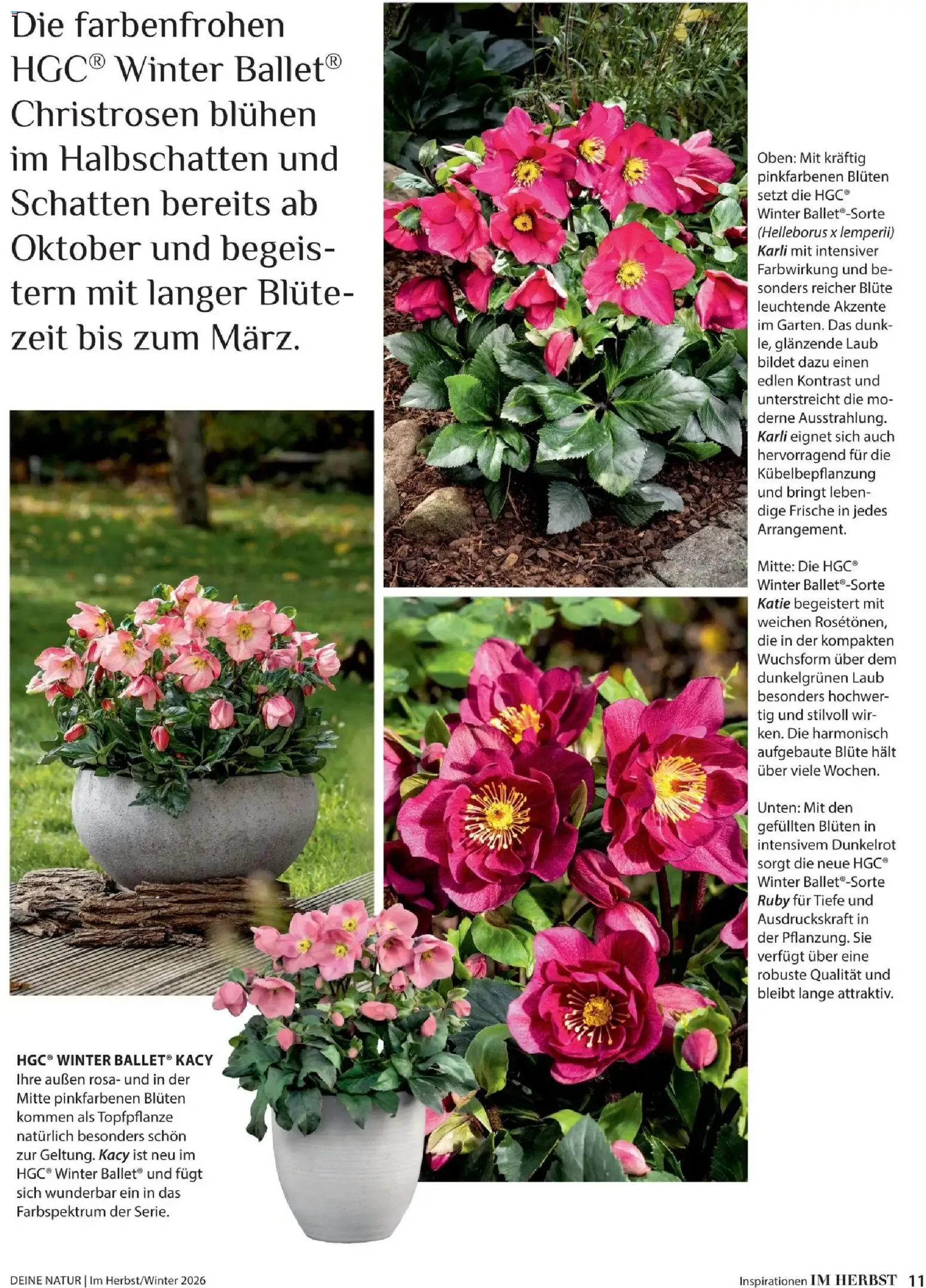 Dehner – Dehner Flugblatt (09.10.2026 – 30.11.2026) – Seite 11