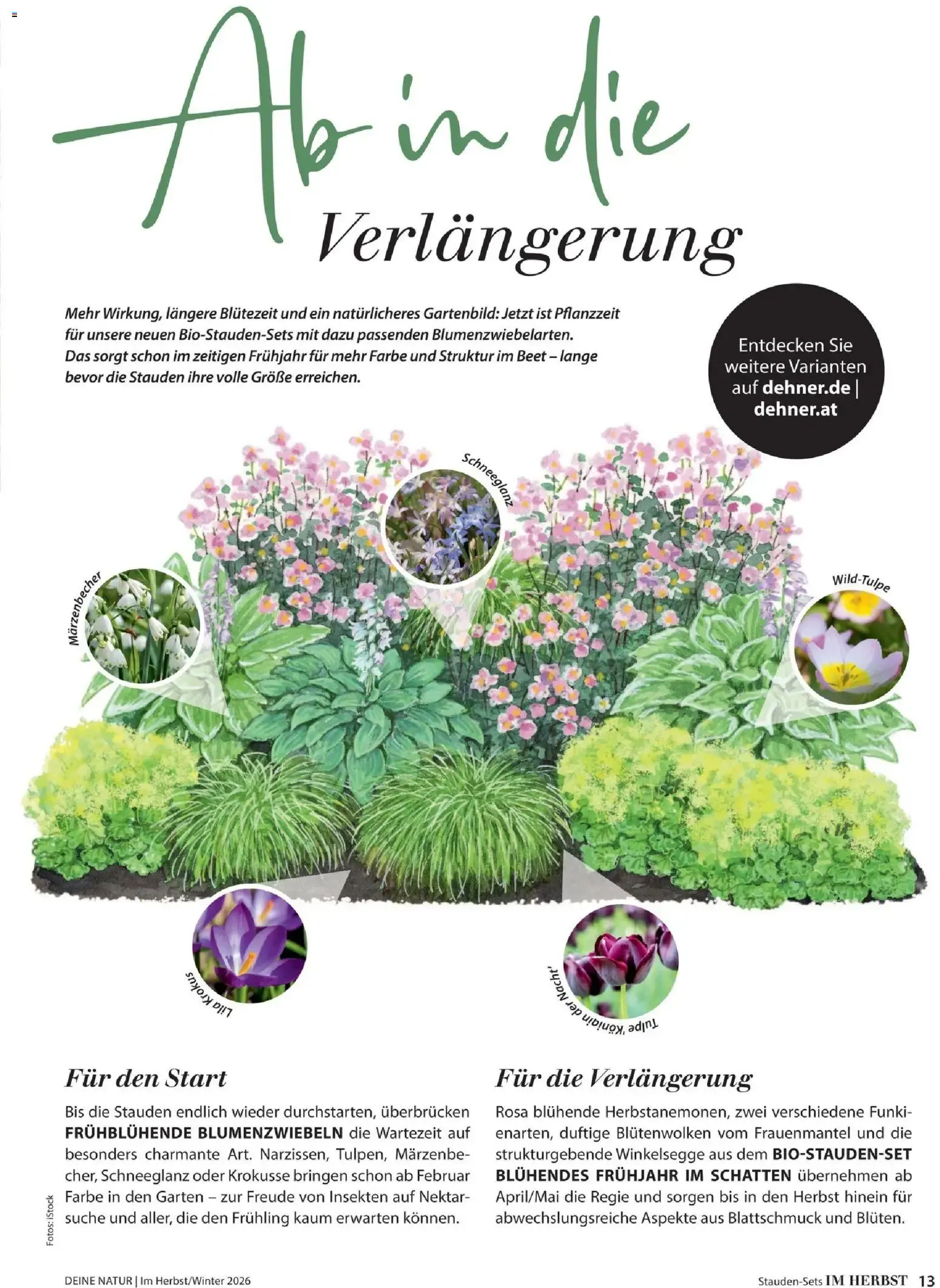 Dehner – Dehner Flugblatt (09.10.2026 – 30.11.2026) – Seite 13