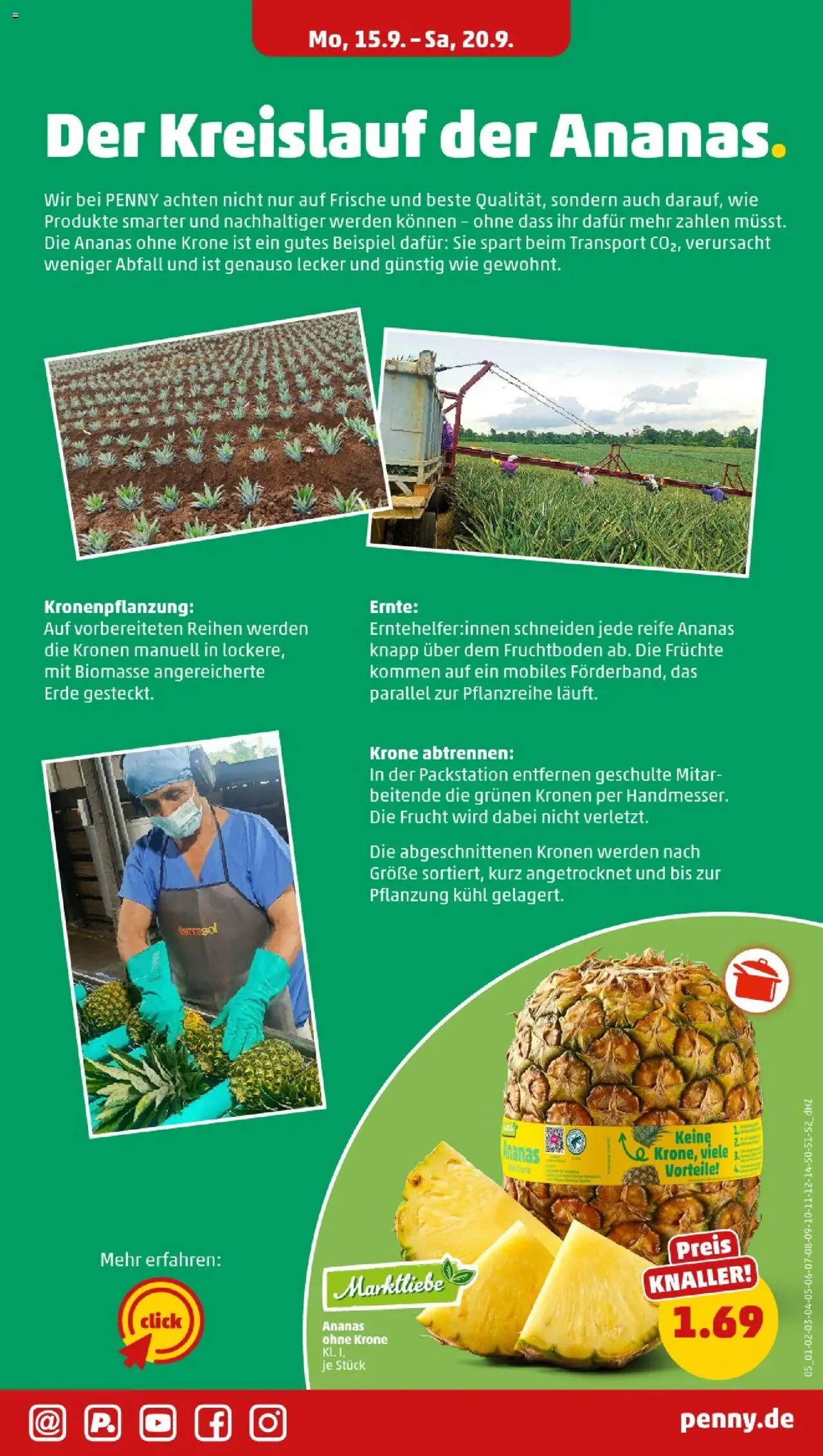Penny - Nordrhein - Westfalen – gültig ab 15.09.2025 | Seite: 5 | Produkte: Ananas