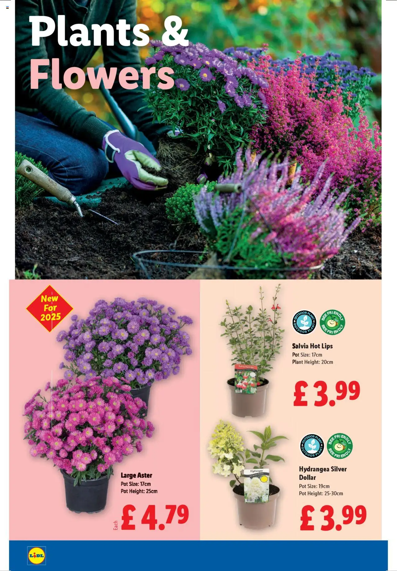  | Page: 24 | Products: Pot, Door, Salvia hot lips