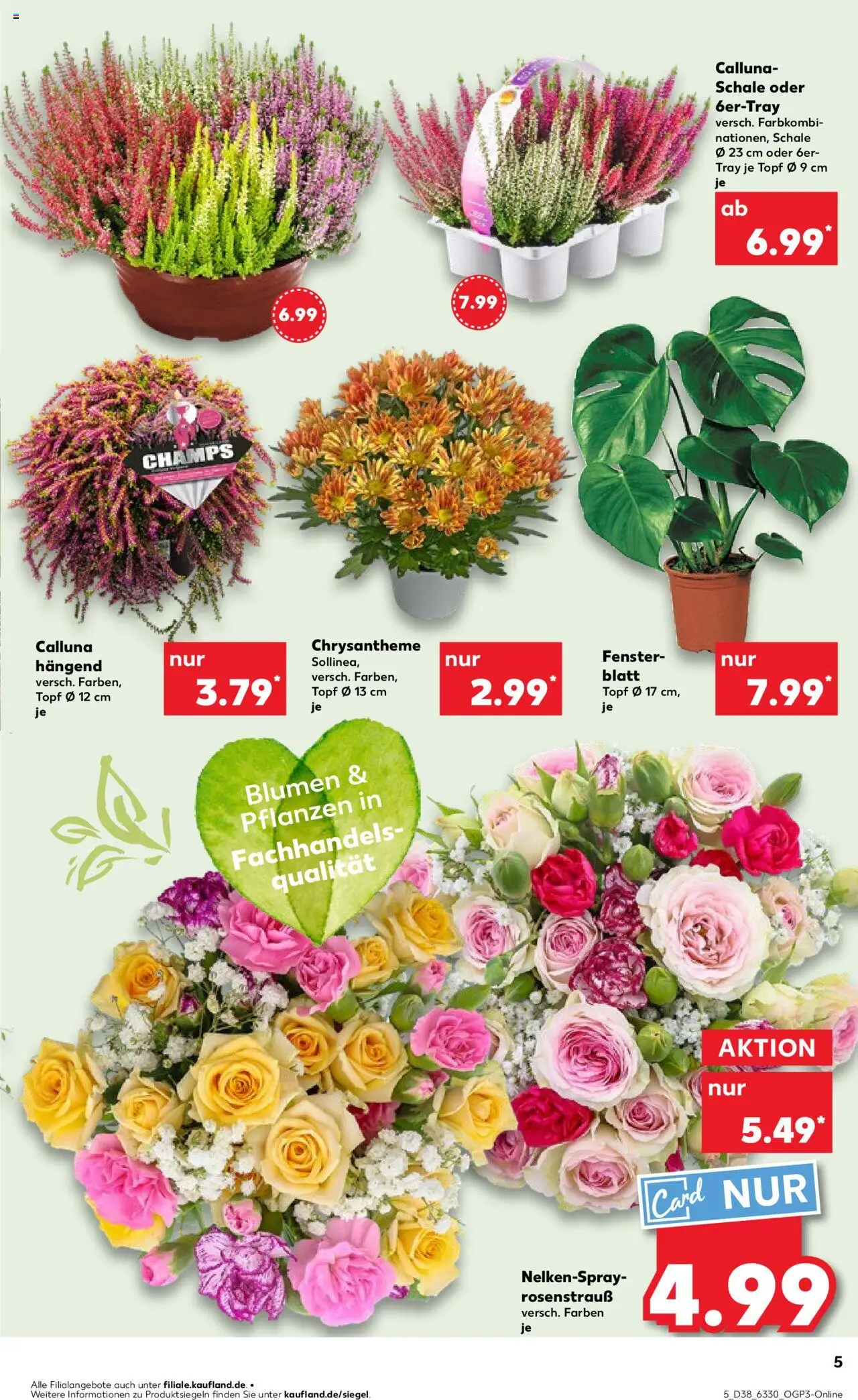 Kaufland Prospekt 	 – gültig ab 18.09.2025 | Seite: 5 | Produkte: Blumen