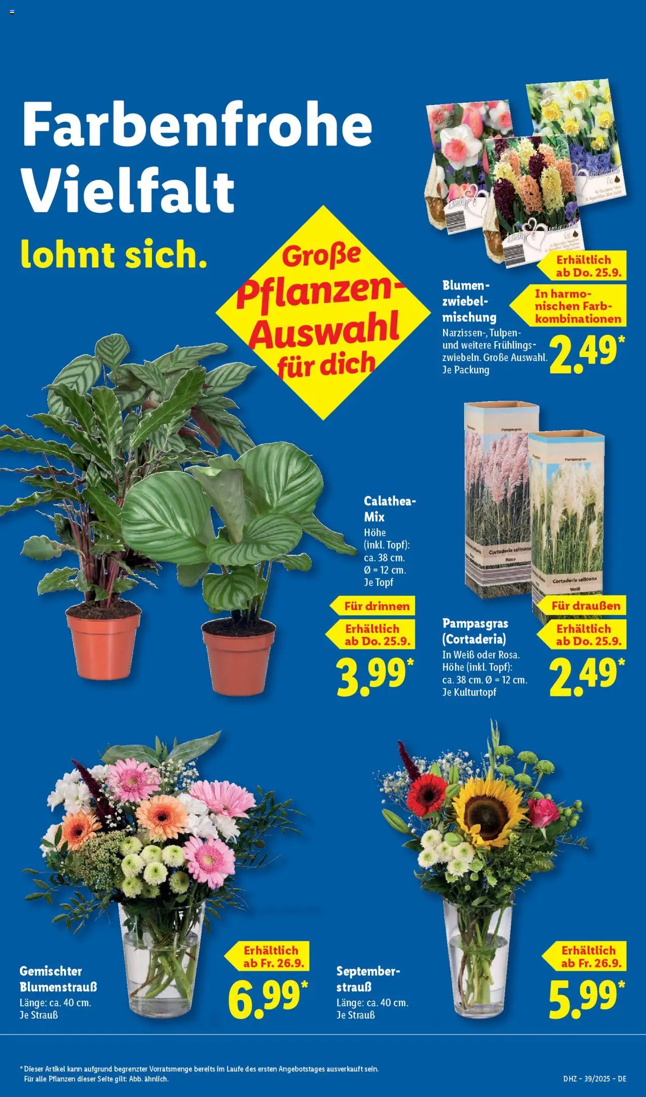 Lidl Prospekt München – gültig ab 22.09.2025 | Seite: 65 | Produkte: Blumen