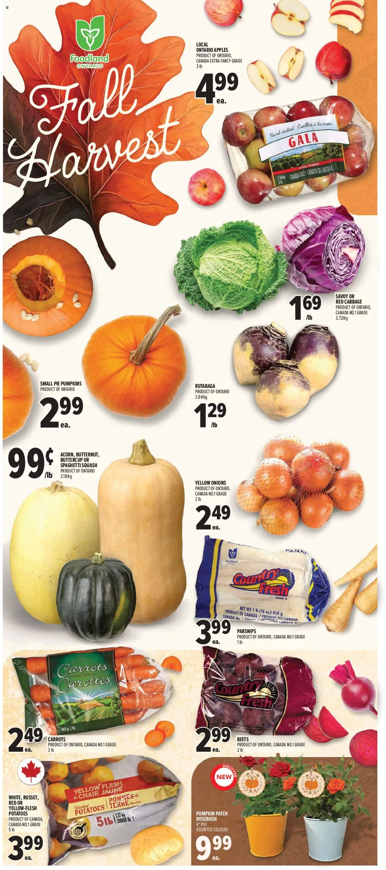 Metro flyer valid from 25.09.2025 | Page: 7 | Products: Potatoes, Chair, Pumpkin, Apples