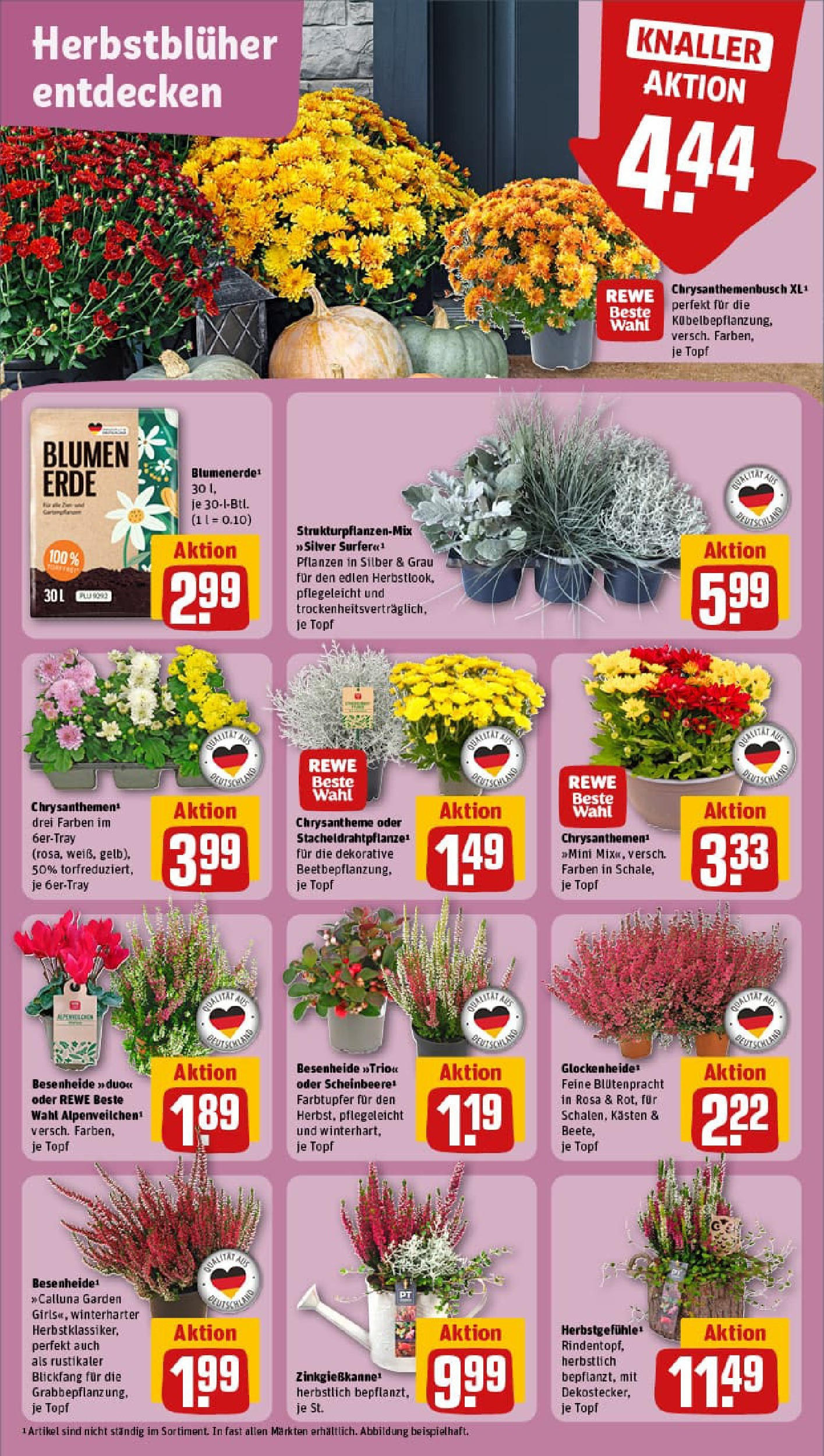 REWE Prospekt ab 14.09.2025 zum Blättern » Angebote | Seite: 7 | Produkte: Blumen