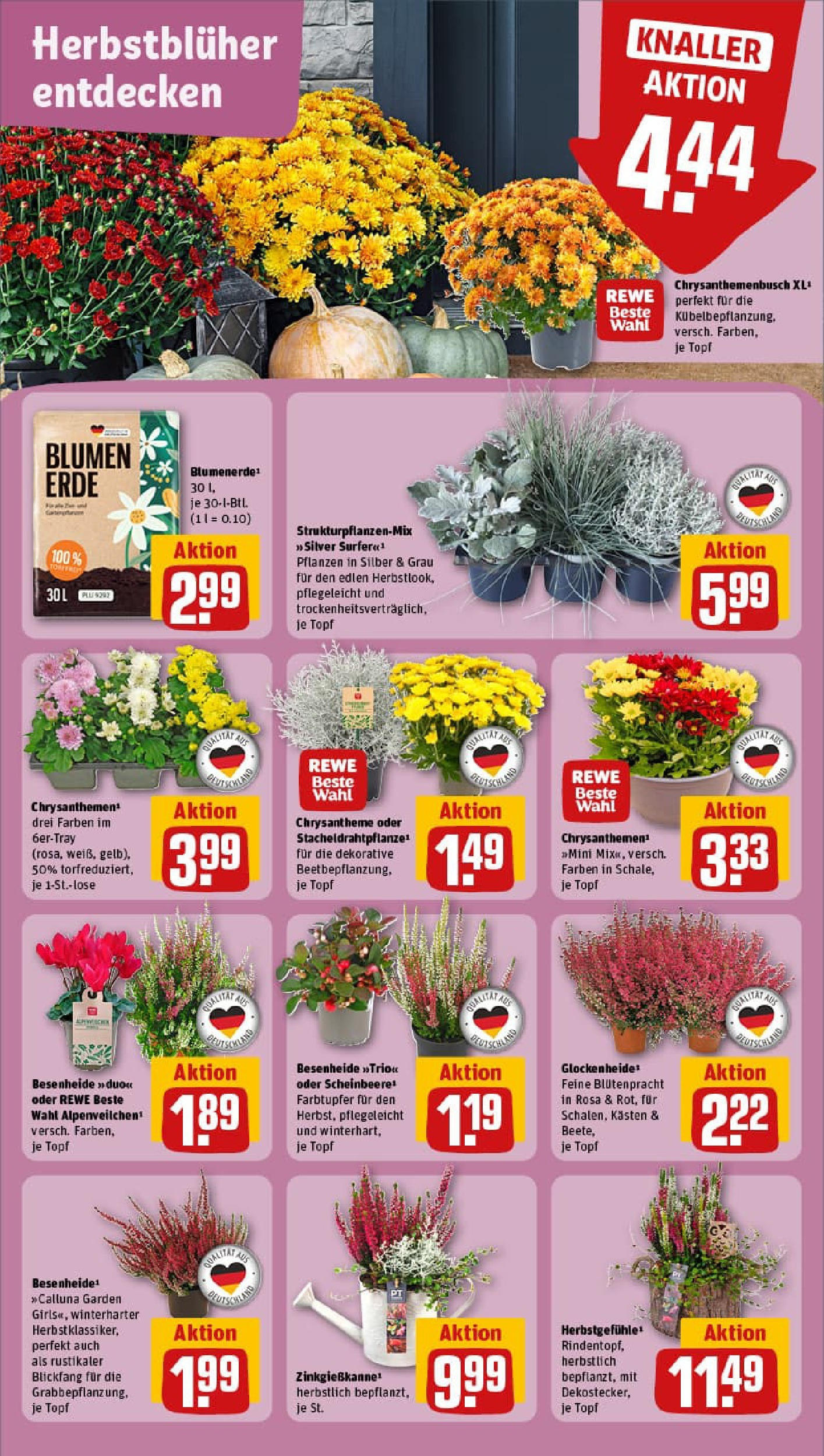 REWE Prospekt ab 14.09.2025 zum Blättern » Angebote | Seite: 5 | Produkte: Blumen