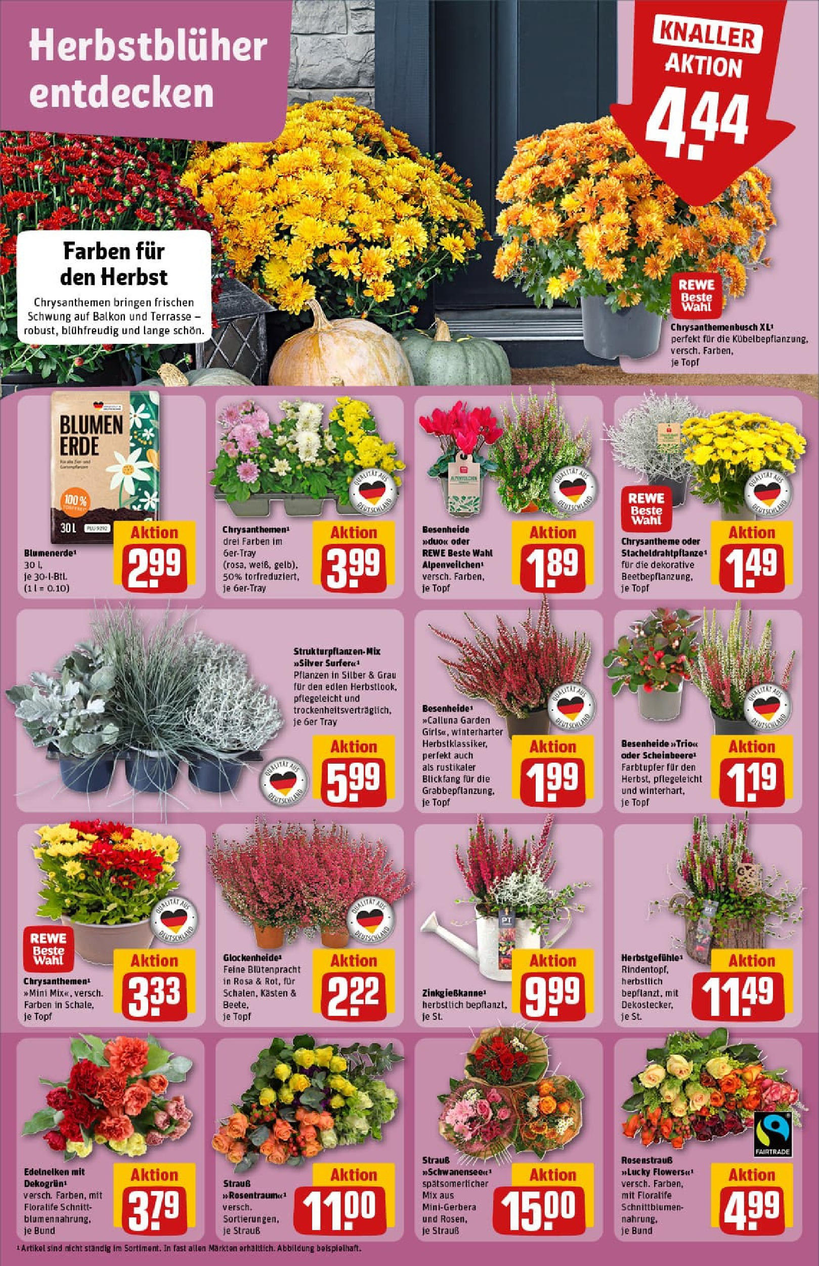 REWE Prospekt ab 14.09.2025 zum Blättern » Angebote | Seite: 7 | Produkte: Blumen