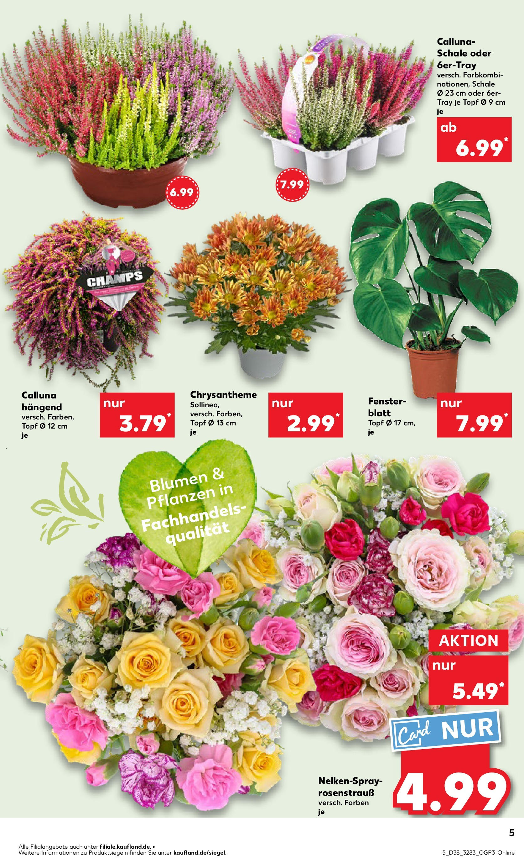 Prospekt Kaufland ab 18.09.2025 » Angebote Online zum Blättern | Seite: 5 | Produkte: Blumen