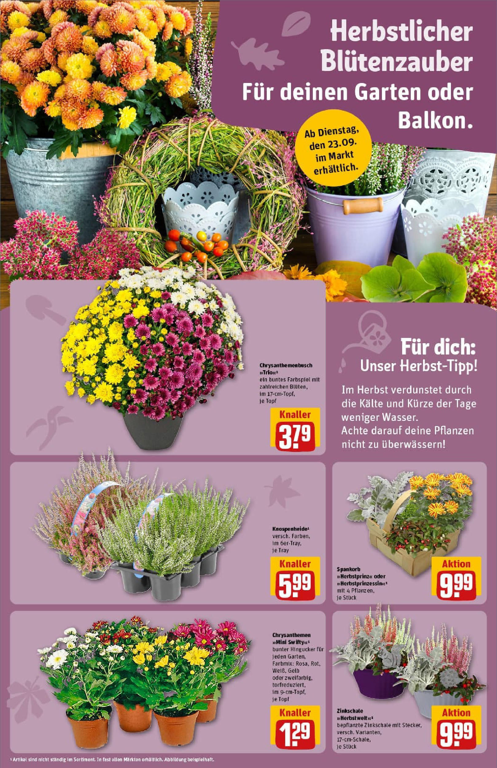 REWE Prospekt ab 21.09.2025 zum Blättern » Angebote | Seite: 12 REWE Prospekt ab 21.09.2025 zum Blättern » Angebote | Seite: 12