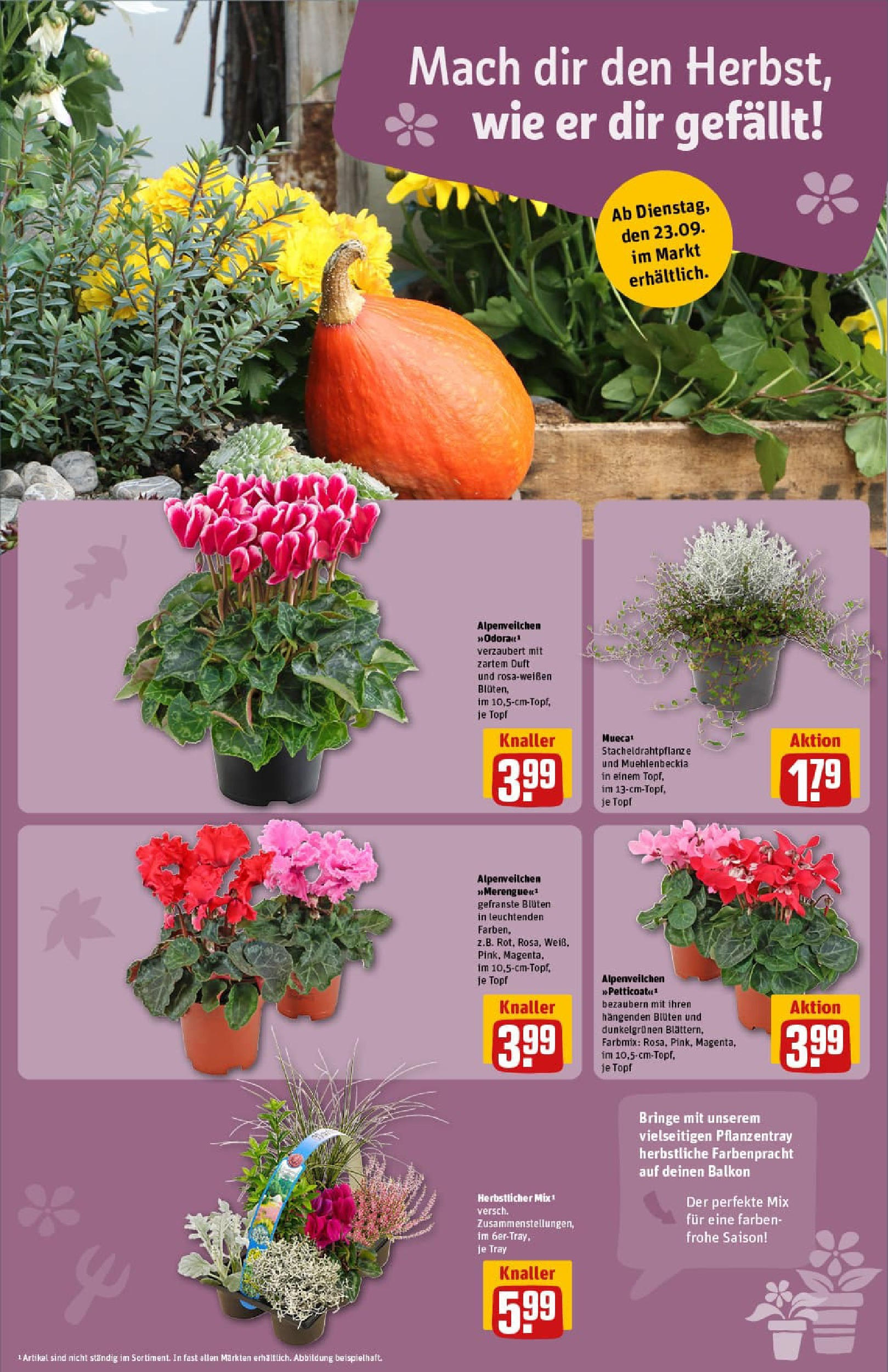 REWE Prospekt ab 21.09.2025 zum Blättern » Angebote | Seite: 13 | Produkte: Duft REWE Prospekt ab 21.09.2025 zum Blättern » Angebote | Seite: 13 | Produkte: Duft