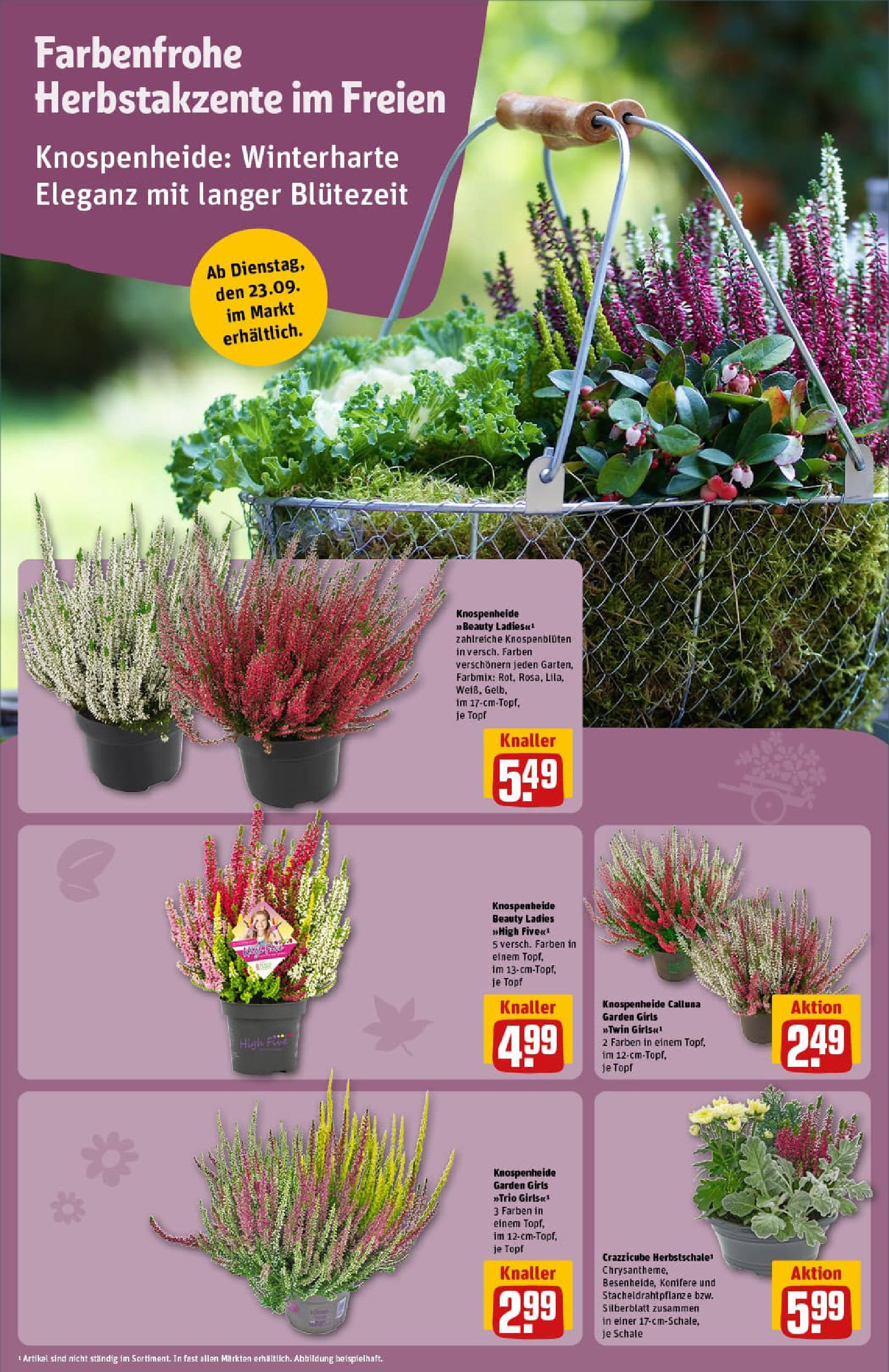 REWE Prospekt ab 21.09.2025 zum Blättern » Angebote | Seite: 14 REWE Prospekt ab 21.09.2025 zum Blättern » Angebote | Seite: 14