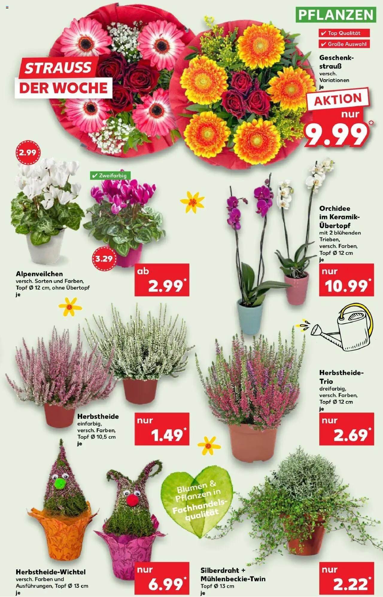 Kaufland prospekt Oranienburg	 – gültig ab 13.10.2025 | Seite: 9 | Produkte: Top, Orchidee, Blumen Kaufland prospekt Oranienburg	 – gültig ab 13.10.2025 | Seite: 9 | Produkte: Top, Orchidee, Blumen